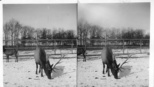 Elk. Central Park. N.Y