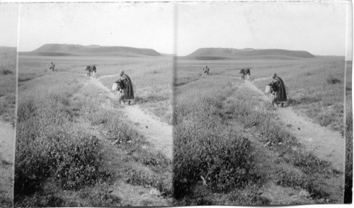 The Mound of Megidds from the S.E. Samaria. Palestine