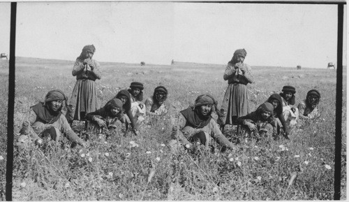 Picking poppies in Palestine