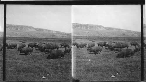 Buffalo in Yellowstone Park. Wyo