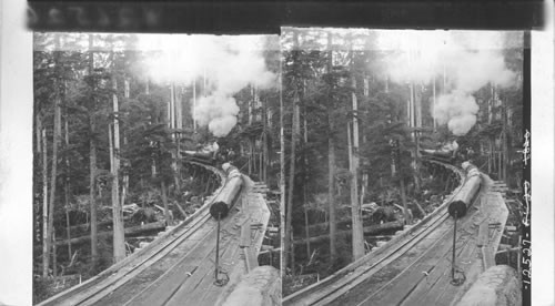 Trainload of logs & engine pulling trailes [trails] of huge logs. Oregon