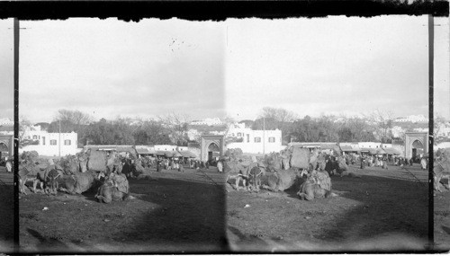 Camels and asses resting in the market, Tangier, Morocco