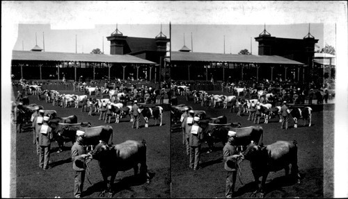 Winning the prizes - Fine blooded cattle in competition, World's Fair, St. Louis, Missouri. U.S