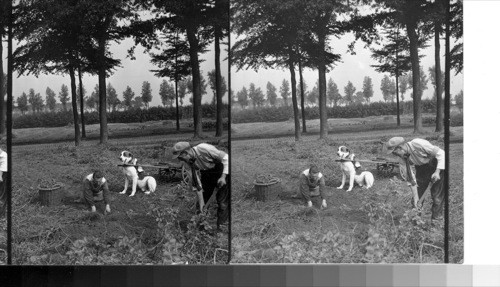 Digging potatoes, near Ghent. Belgium