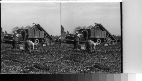 Women Picking Potatoes in Crates and Loading on Automatic Loader, Northeastern Ohio