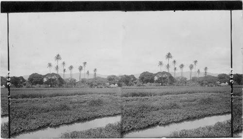 The paddy or rice fields, Waipahu, Hawaiian Islands