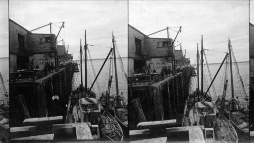 Unloading halibut to the packing house at Prince Rupert. B.C