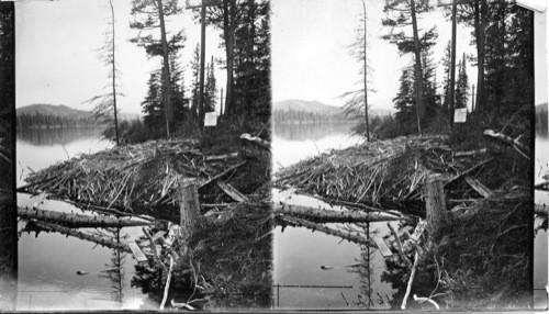 Beaver house on lake in front of Jasper Park Lodge. Canada. Alta