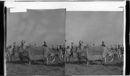 Cannon of Gold, from Baroda, drawn by Bullocks in Golden Dress, India