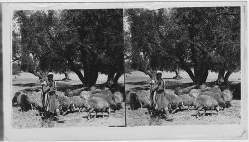 Shepherd and his flock in the Olive Grove Pastures of Palestine