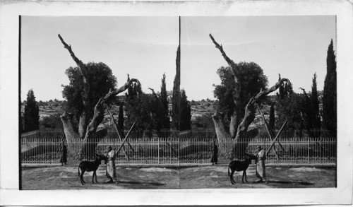 Abraham’s Oak (4,000 years old) at Hebron. Palestine