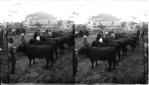 The Governor's Own, The Pride of Colorado, State Fair, Pueblo, Colorado