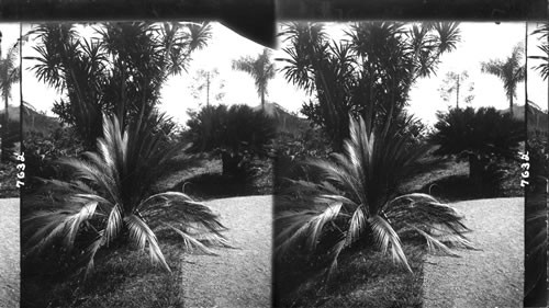 West Indies sago palms, mother plant at the right and young plant at left, Castleton Gardens, Jamaica