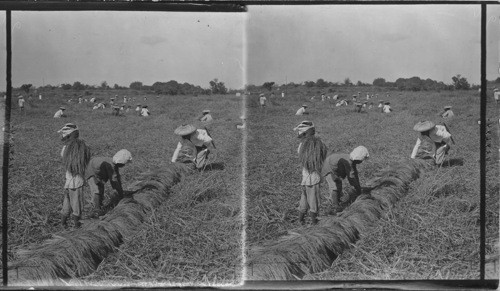 Harvesting Rice, Philippines