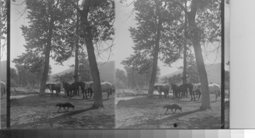 View of pure-bred Percheron Horses, imported from France. Prince of Wales Ranch, Alberta. Canada