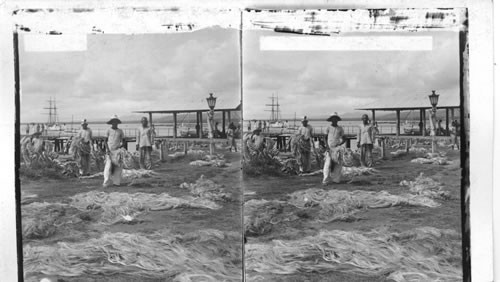 Drying hemp, chief export of the Filipinos at Cebu, P.I