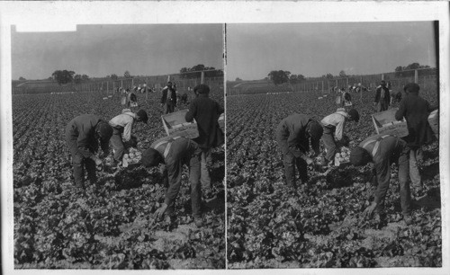 New Jersey. Lettuce fields in New Jersey