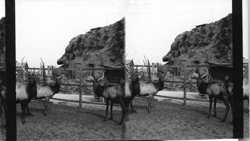 Live Elks at the Columbian Exposition