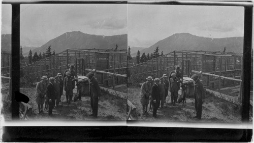 Buchanan Boys Visit Fox Farm at Carcross, Y.T., Alaska