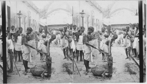 Goat Sacrifice - Kalighat Temple - Calcutta - India