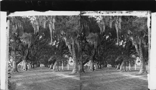 Avenue of Live Oaks, Audubon Park, New Orleans, La