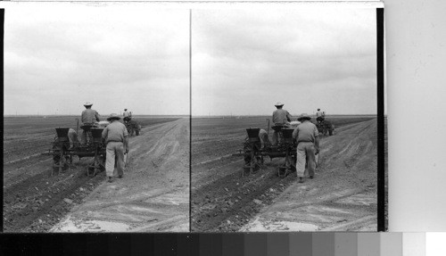 Planting Cotton, Southern Texas