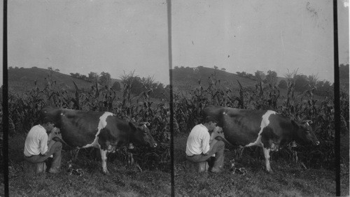 Cow at Milking Time