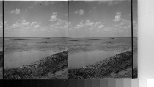 Irrigating Rice Fields near Beaumont, Tex