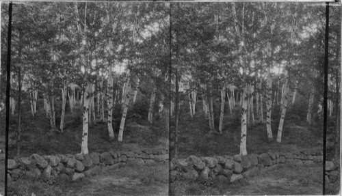 Grove of Birch Trees. Intervale, N. H. Colored. Virginia Creeper [or Woodbine] and poison ivy growing side by side on stone wall. View used under Birch