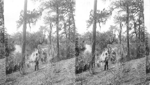 Trees fringed with Spanish Moss. S. Carolina