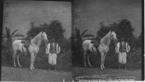 Arabian Horse “Dervish” and his Sias, Cairo