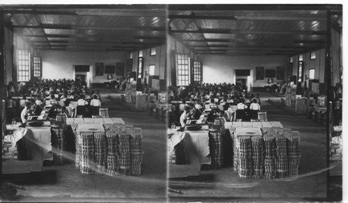 Tobacco Industry, Making Cigarettes, Interior Of Big Establishment, Philippines