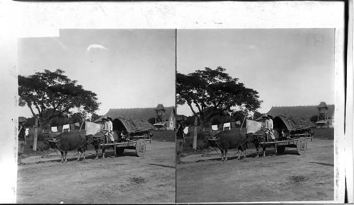 A buffalo tandem team at Bamban, Luzon, P.I