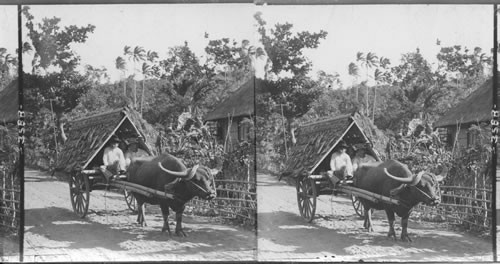 Rapid transit in the tropic - a carabao cart. Philippine Islands