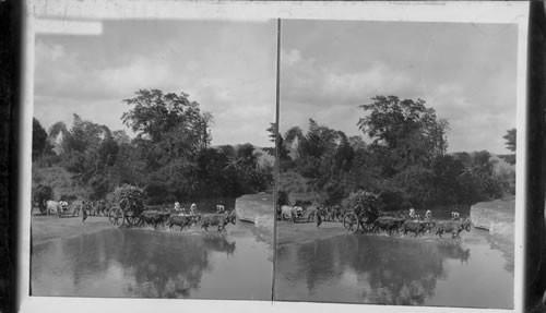 Fording a stream, Montego Bay, Jamaica, W.I. Hauling Sugarcane