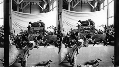 India's Animal Exhibit , Columbian Exposition