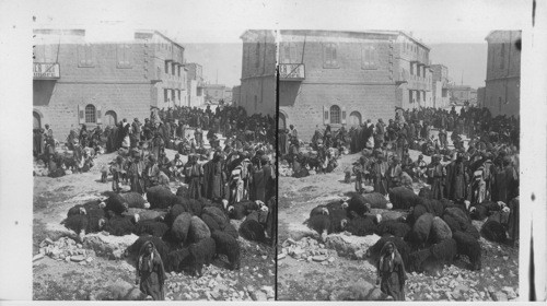 Lambs led to the slaughter - Mohammedan Feast of the Sacrifice - Jerusalem, Palestine