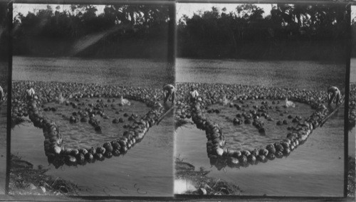 Making a coconut raft. Philippines