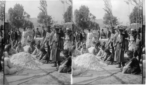 Women sorting large pile of silk cocoons Antioch, Syria