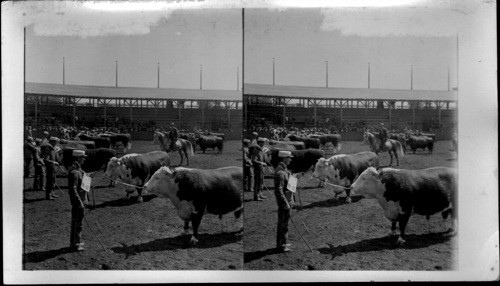 Judging Hereford Bulls, greatest of Cattle Shows, Louisiana Purchase Exposition