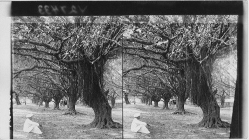 Wild Fig trees at Madras - India