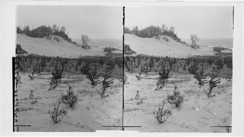 How Vegetation Affects a Dune, near Lake Michigan