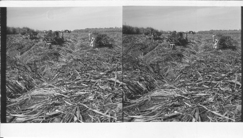 BRITISH WEST INDIES. Island of Trinidad: Harvesting sugar cane on a plantation near Chatuanas