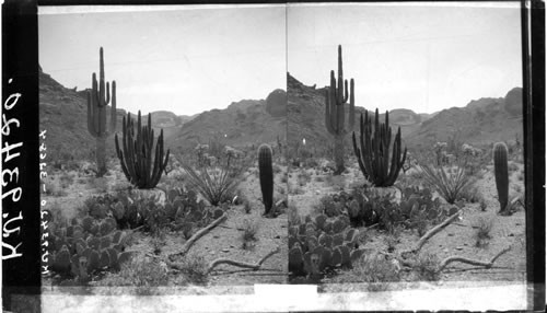 Sakharo Pipe Organ, Cholla, Ocotillo and Prickly Pear, Ribs of Dead Cholla, Arizona