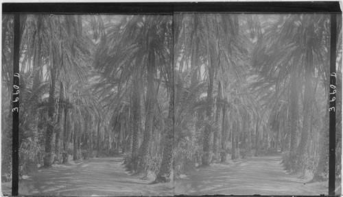 Avenue of date palms, Queen's Hospital grounds, Honolulu. Hawaiian Islands