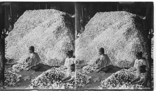 Tobacco Industry - Cigarettes by the million - A pile of waste cigarettes, Philippines