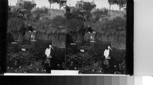 Pelican pool, West Lake Park, Los Angeles