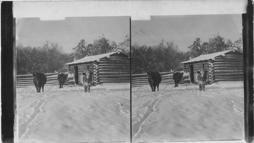 Ranchman's House. Nebraska