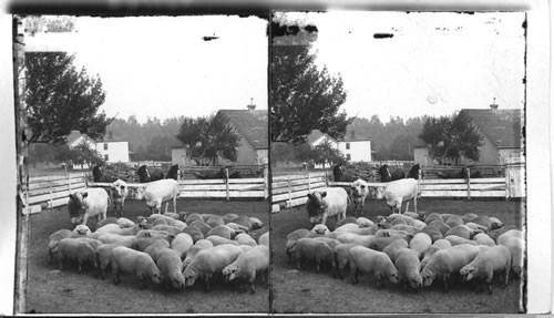 A Canadian farmyard. Ontario, Canada