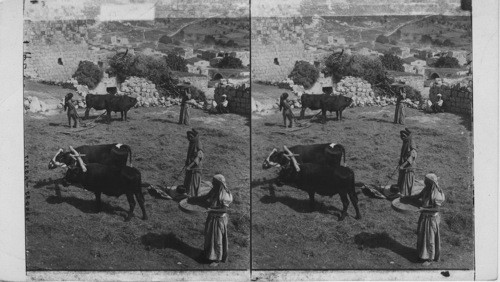 A Threshing floor in the Hills of Galilee, Palestine